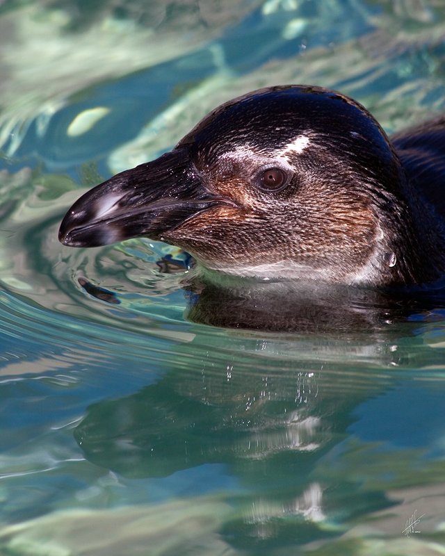 Penguin_8399.jpg :: Portrait of a South African Black Penguin in the water