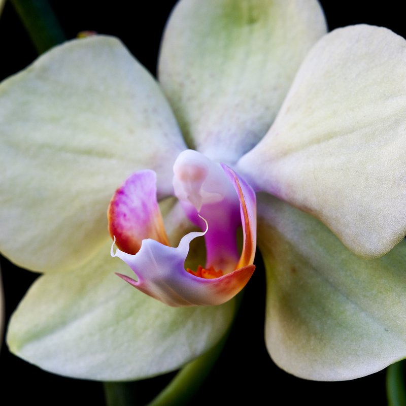 Phal 001 - upload.jpg