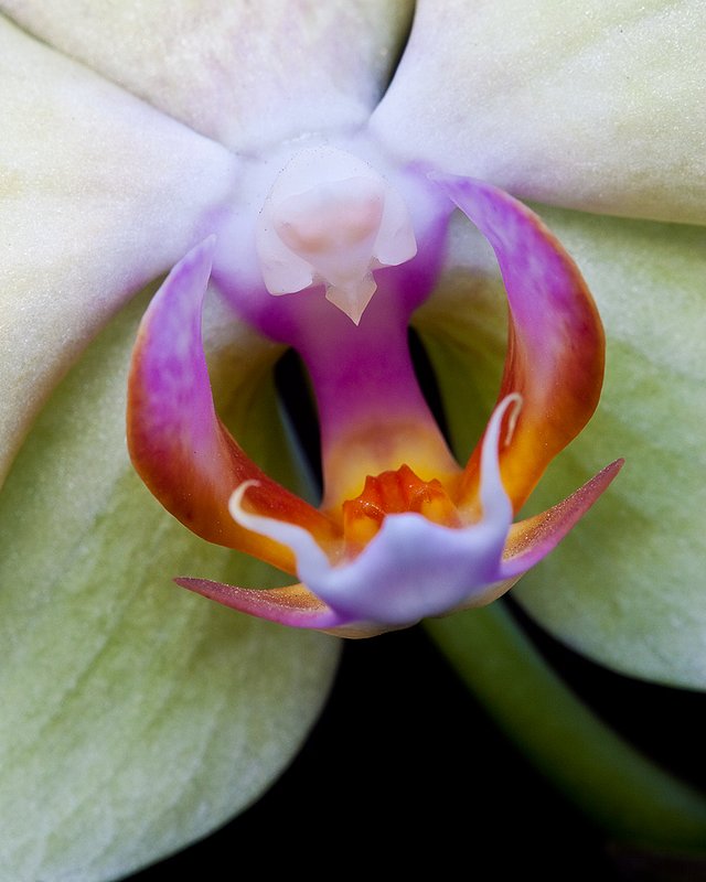 Phal 005 - upload.jpg