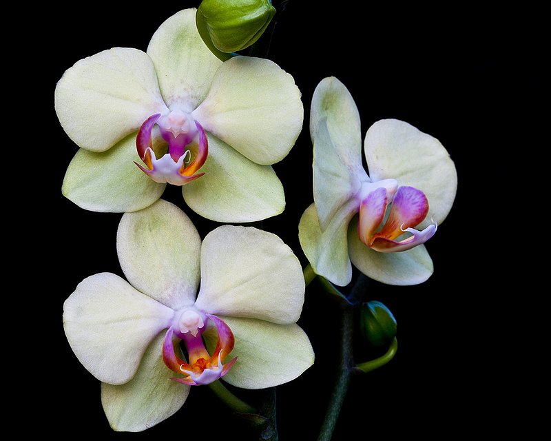 Phal 008 - upload.jpg