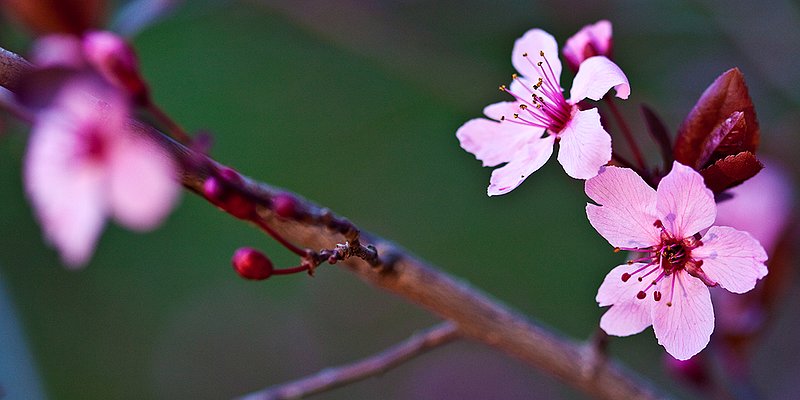 Plum 004 - upload.jpg