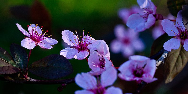 Plum 010 - upload.jpg