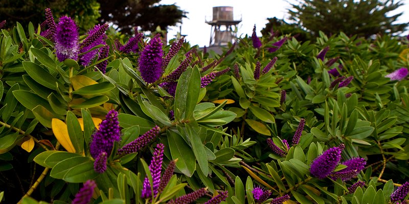 Purple and Tower 01.jpg