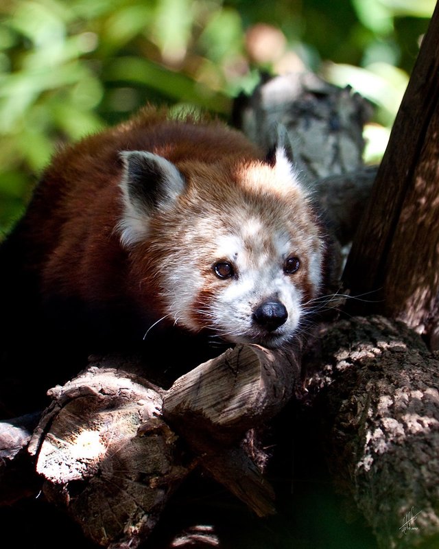 Red Panda 014.jpg :: An Red Panda rests in the filtered morning light at the Sacramento Zoo.  Ten percent of all profits from sale are donated back to the Sacramento Zoo.