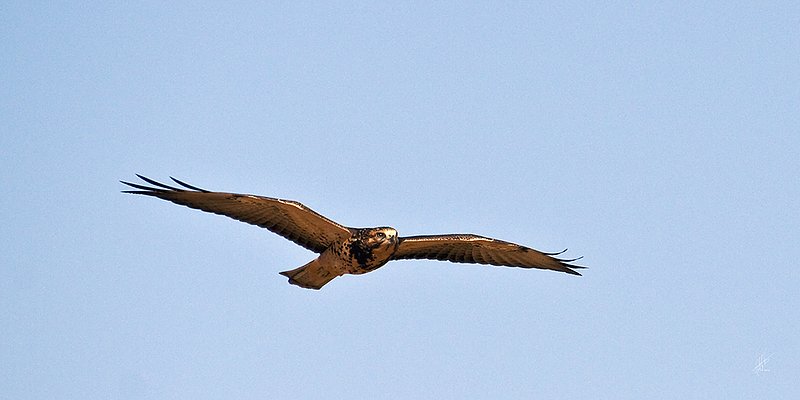 RedTail in Flight 010a.jpg