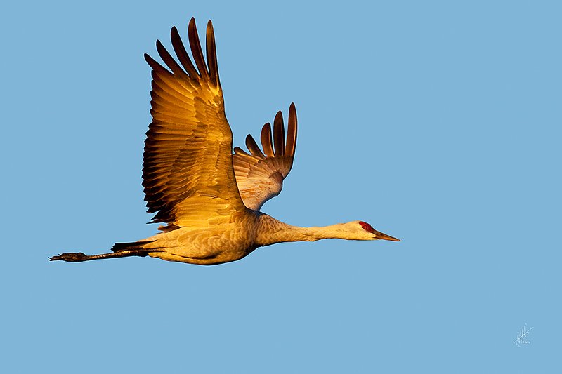 Sandhill in the Morning Glow.jpg