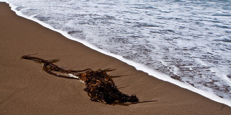 Seaweed Beach 004.jpg