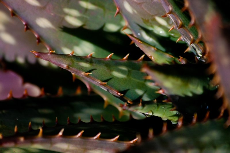 Sharp 001-Upload.jpg