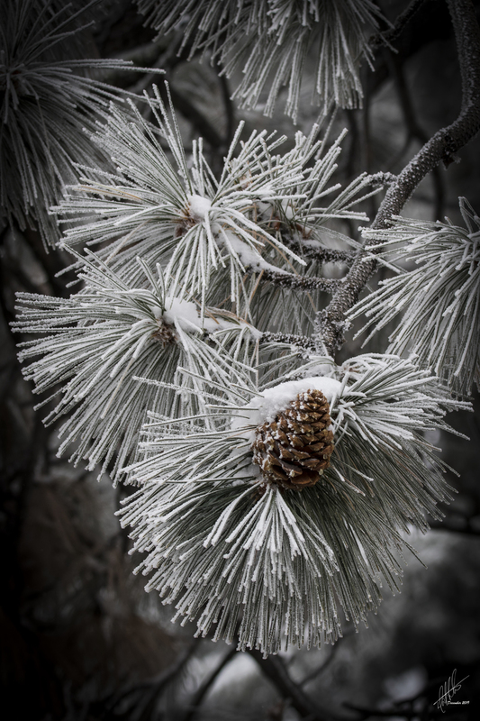 Snow Study 0002s(1).jpg