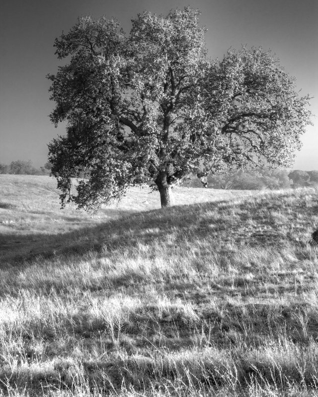 Stately Oak 002 BW.jpg