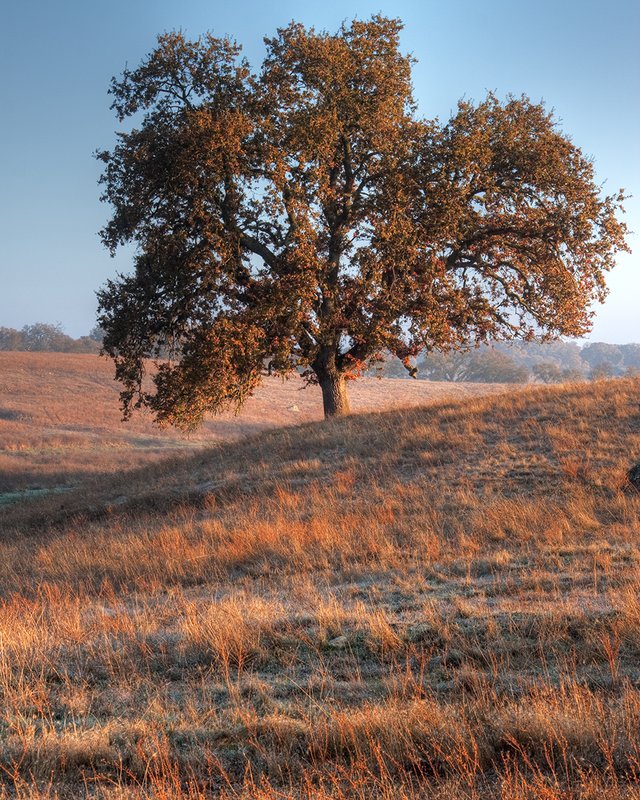 Stately Oak 002.jpg