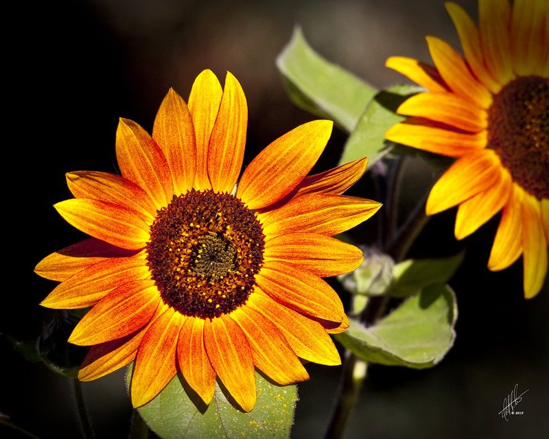 Sunflower_0986.jpg