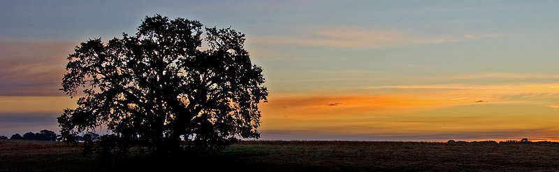 Sunrise  Oak Panorama.jpg