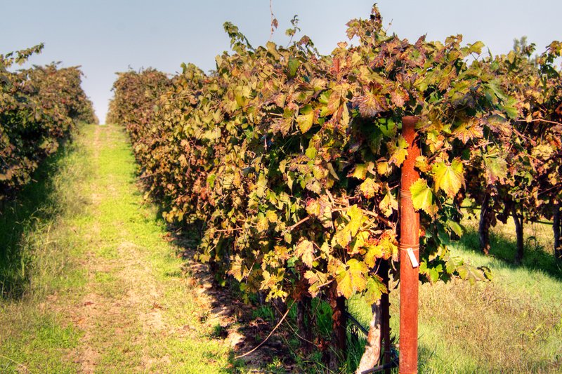 Vineyard 007 HDR.jpg