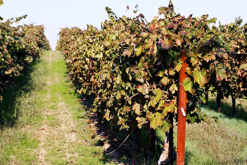 Vineyard 007.jpg
