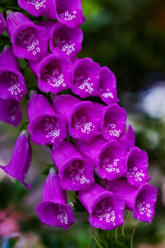 Violet Foxglove.jpg