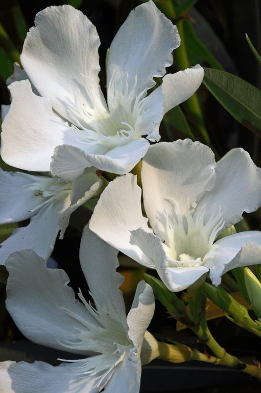 White Oleander 001 - Upload.jpg