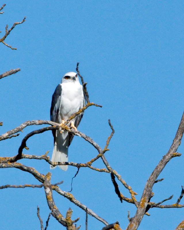 White-Tailed Kite 0058.jpg