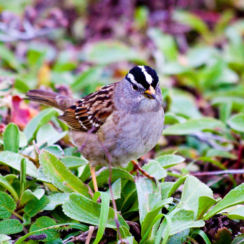 White-crowned Sparrow (Zonetrichia leucophrys) male 01.jpg