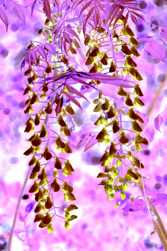 Wysteria002 Reversal.jpg