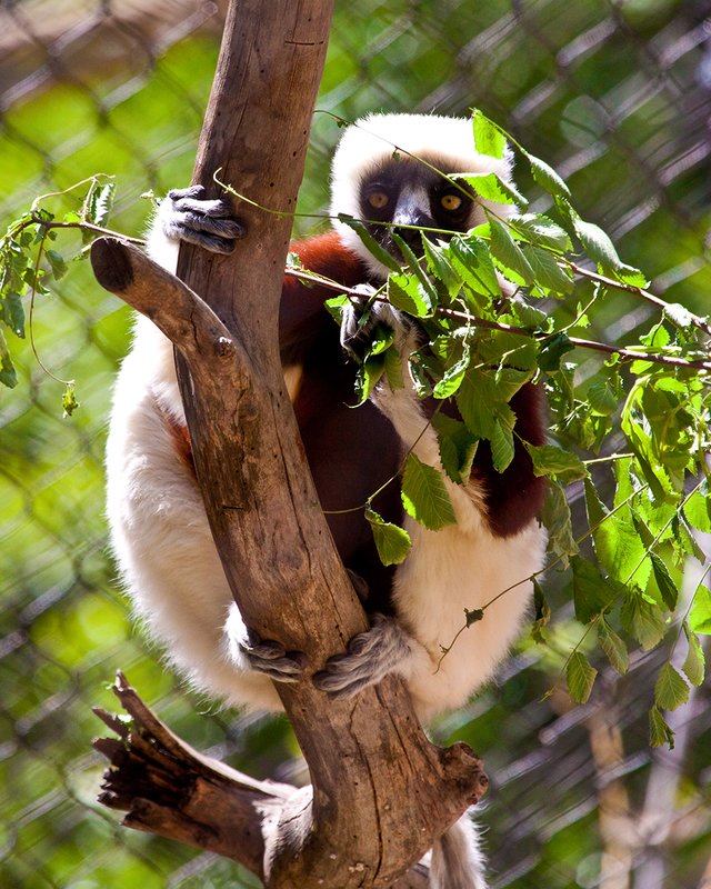 Zaboomafou 01.jpg :: A lemur, the Coquerel's Sifaka, posing at the Sacramento Zoo.  Ten percent of all profits from sale are donated back to the Sacramento Zoo.