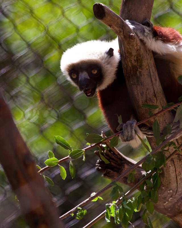 Zaboomafou 02.jpg :: A lemur, the Coquerel's Sifaka, posing at the Sacramento Zoo.  Ten percent of all profits from sale are donated back to the Sacramento Zoo.