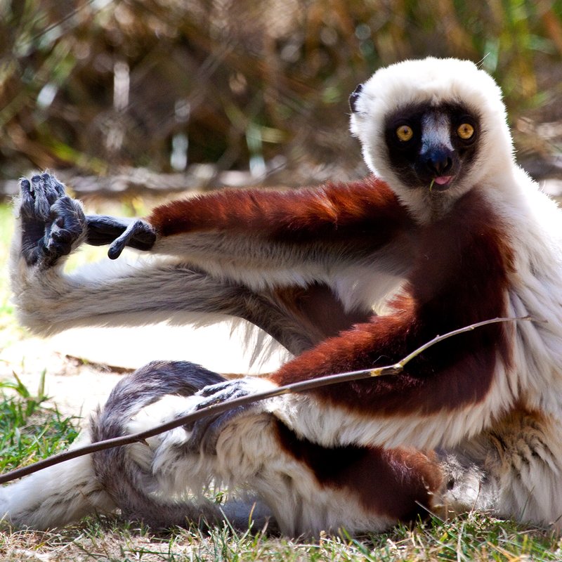 Zaboomafou 06.jpg :: A lemur, the Coquerel's Sifaka, posing at the Sacramento Zoo.  Ten percent of all profits from sale are donated back to the Sacramento Zoo.