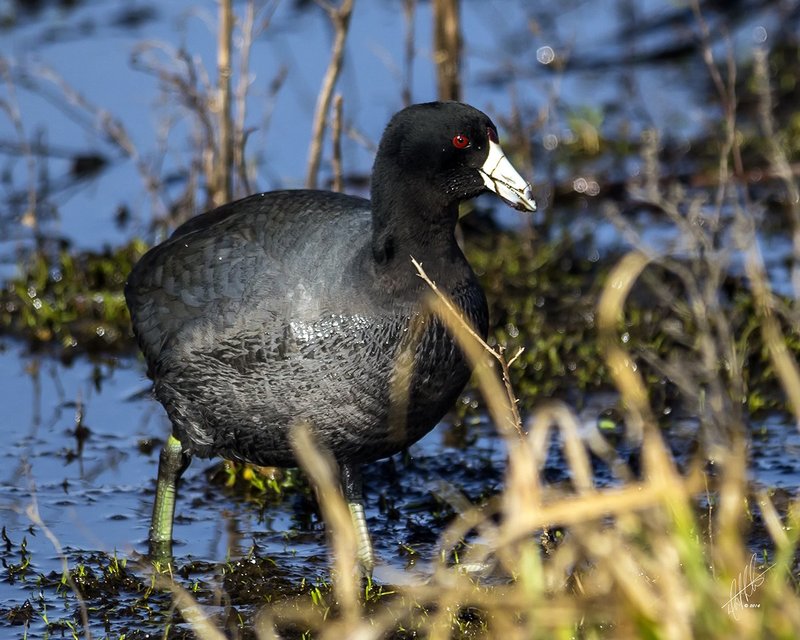 American Coot (Fulica americana)_0540.jpg