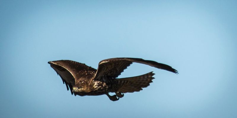 Death On Wings.jpg