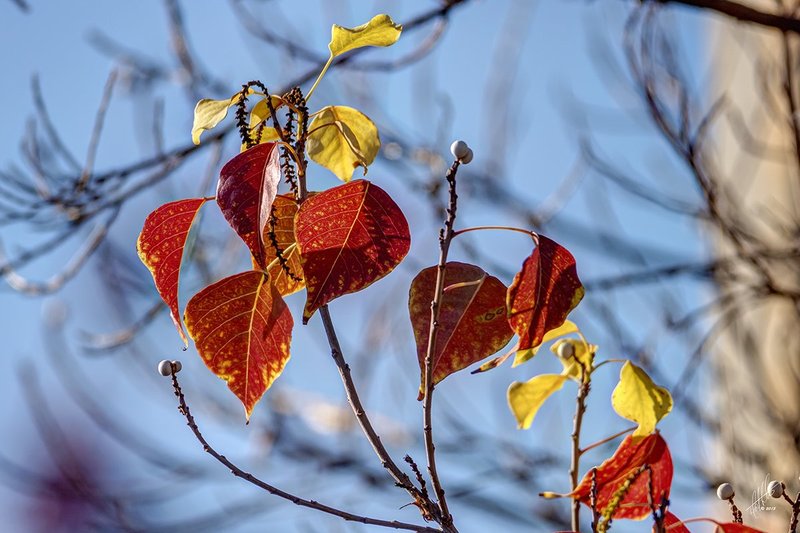 Fall Colors 1273.jpg
