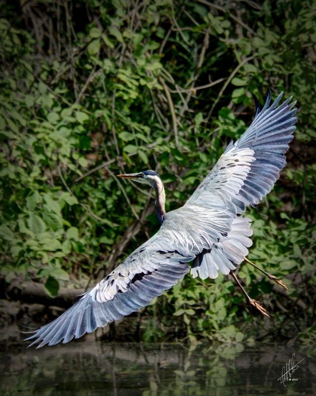 Great Blue - Coming Into Final.jpg
