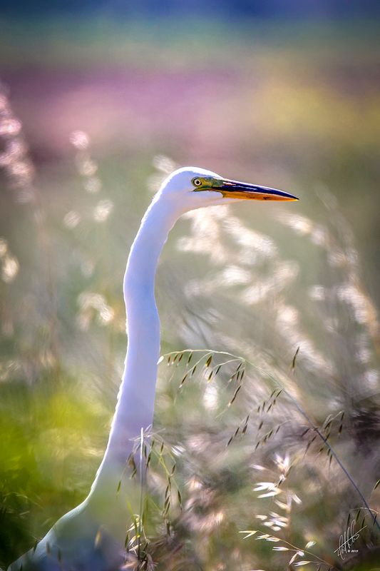 Looking Sharp Standing Tall.jpg