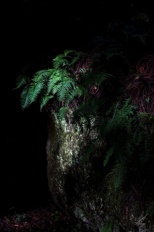 Pulpit of the Woods.jpg