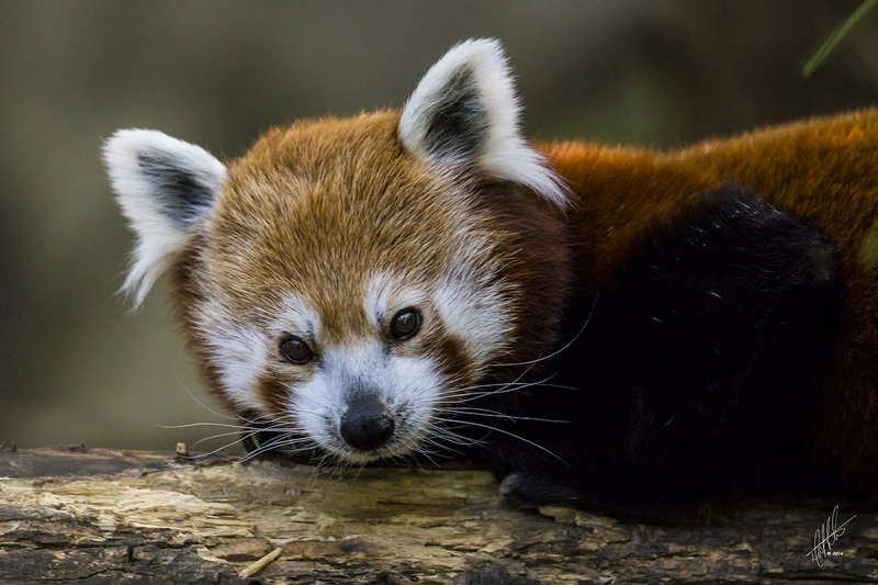 Red Panda_2150.jpg