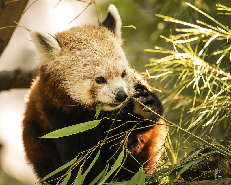 Red Panda_9942.jpg