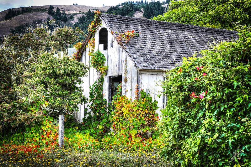 The Forgotten Garden.jpg :: An quaint old home on the Mendocino coast, over-run by its unkept garden.