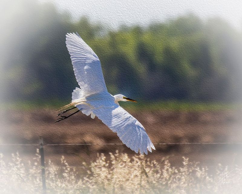 The Great Egret Escape (Faux Oil).jpg