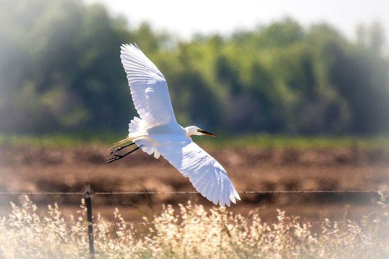 The Great Egret Escape.jpg
