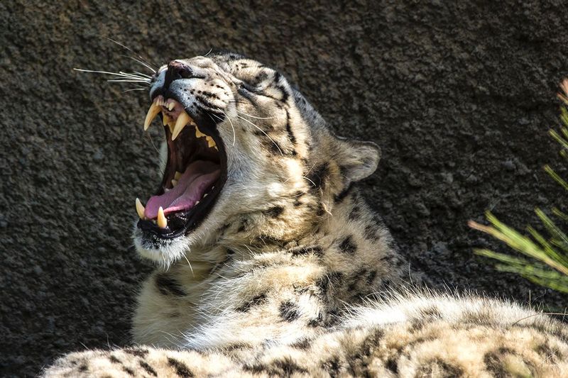 FANGS.jpg