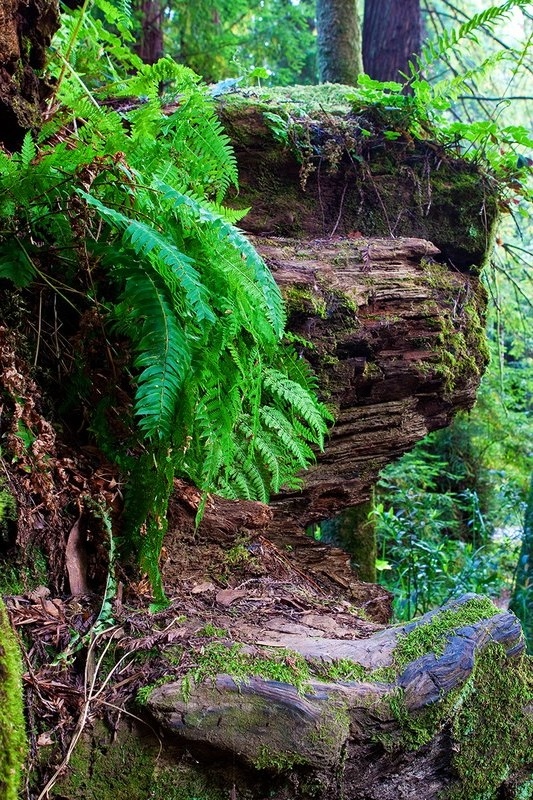 Wooden Cliff.jpg