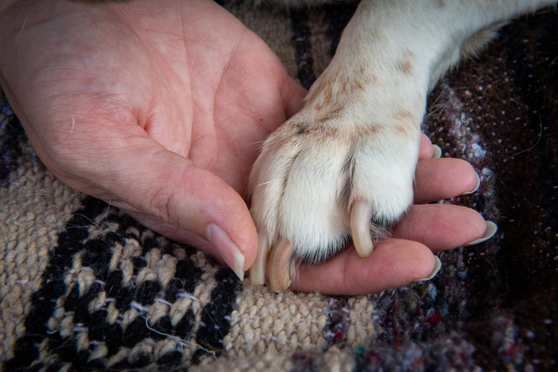 DSC_9313 copy(1).jpg