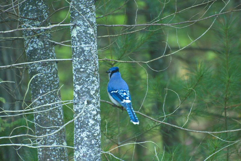 BlueJay.jpg