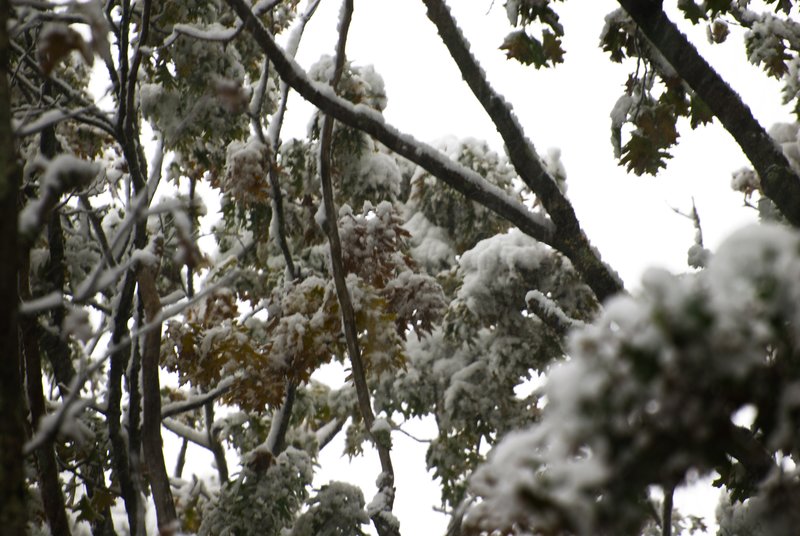 Fall Snow.jpg