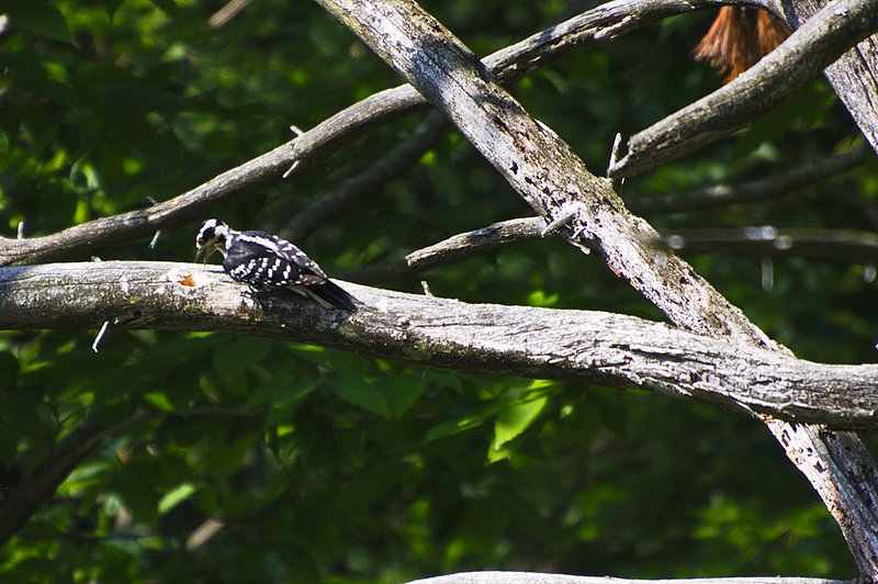 Nikon D3_093.jpg