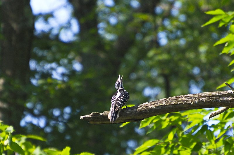 Nikon D3_126.jpg