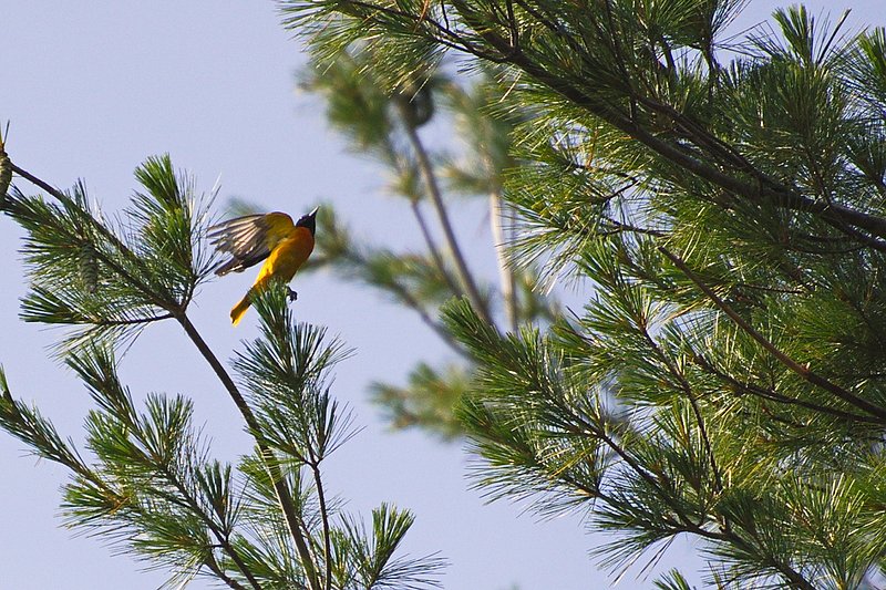 Nikon D3_226.jpg