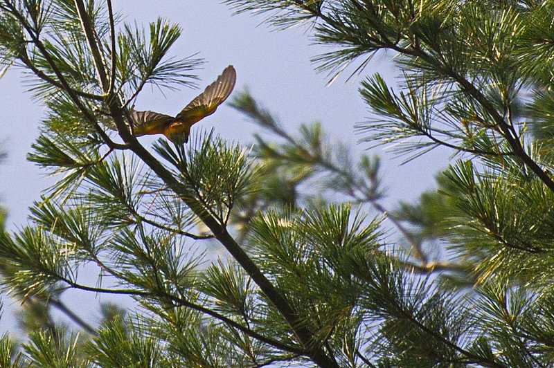 Nikon D3_238.jpg