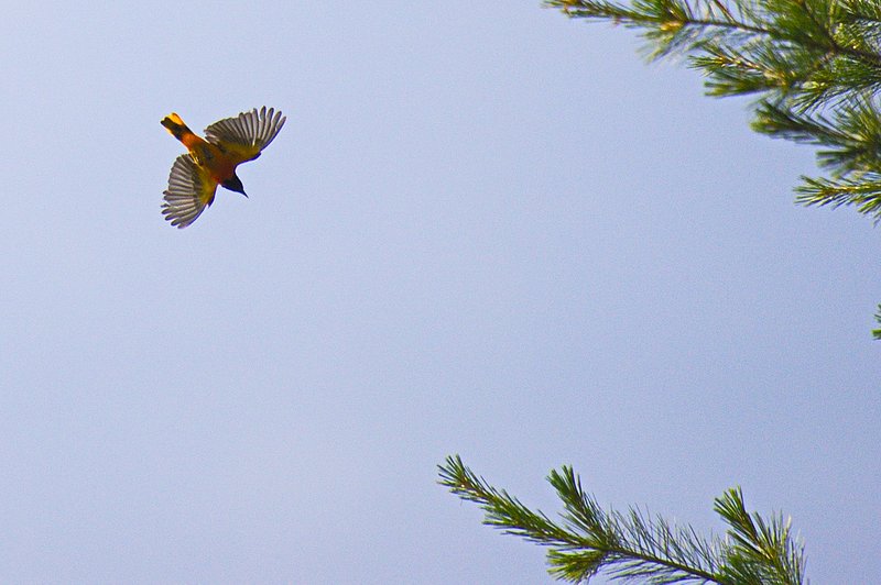 Nikon D3_249.jpg