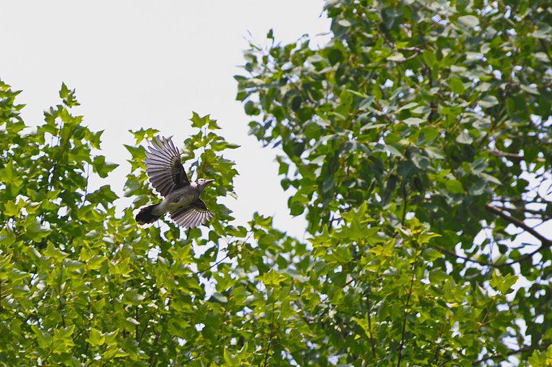 Nikon D3_348.jpg