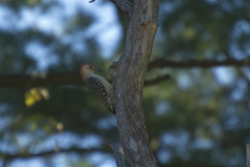 Pecker.jpg